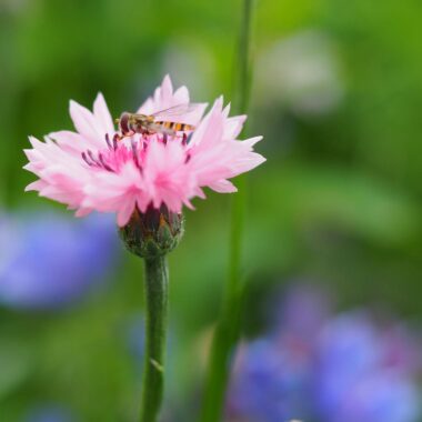 Schwebfliege auf rosa Kornblume (Angela)