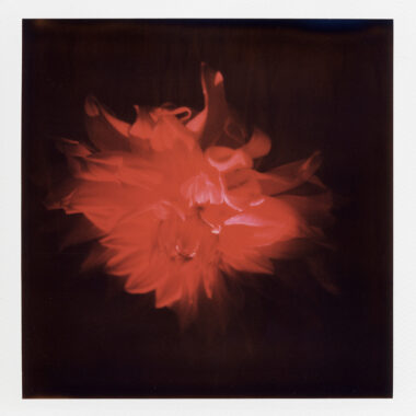 Polaroid Blumen, SX 70