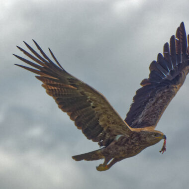 Schreiadler (Harmut)